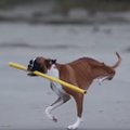 Liigutav VIDEO: Koer, kes kaotas oma mõlemad tagajalad naudib elu täiel rinnal