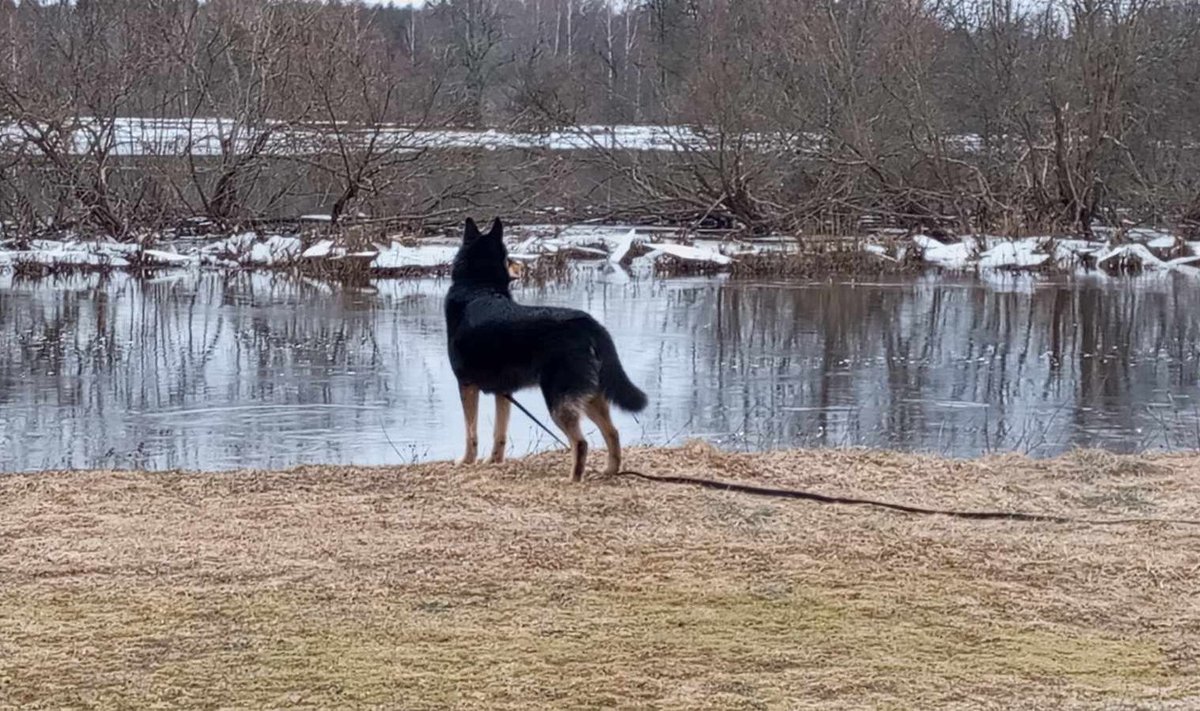 Sämmi peksti oma koduhoovis rehaga veriseks ja tapeti seejärel