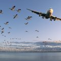 Tõsine oht või puhas kuulujutt? Mis juhtub siis, kui lind õhus lennukiga kokku põrkab?