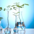 Põnev taimede alkeemia: mis on spagüüriline meditsiin ja hüdrosoolide destillatsioon?