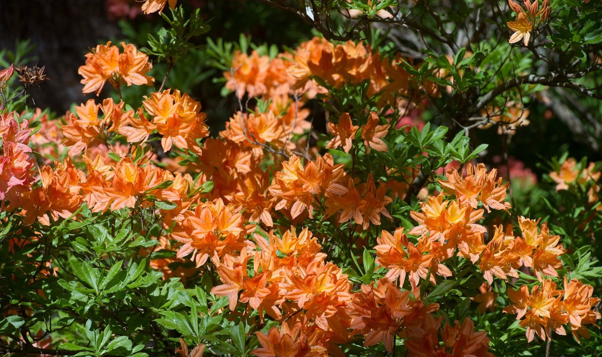 Jaapani rododendron