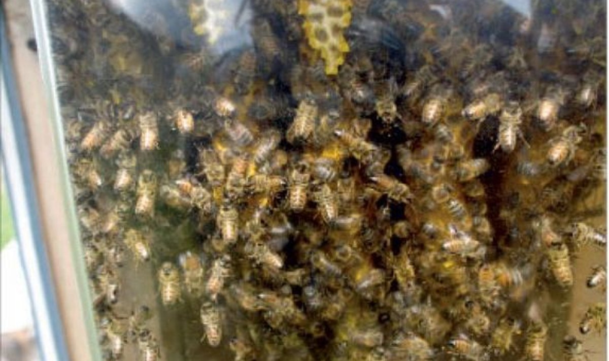 Läbi klaasseina on mesilaste elu ja heaolu hea jälgida.