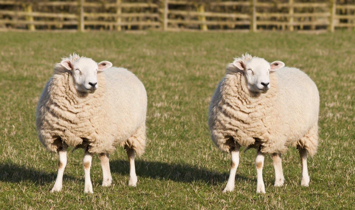 Kloonitud kloonitud lammas lammas.