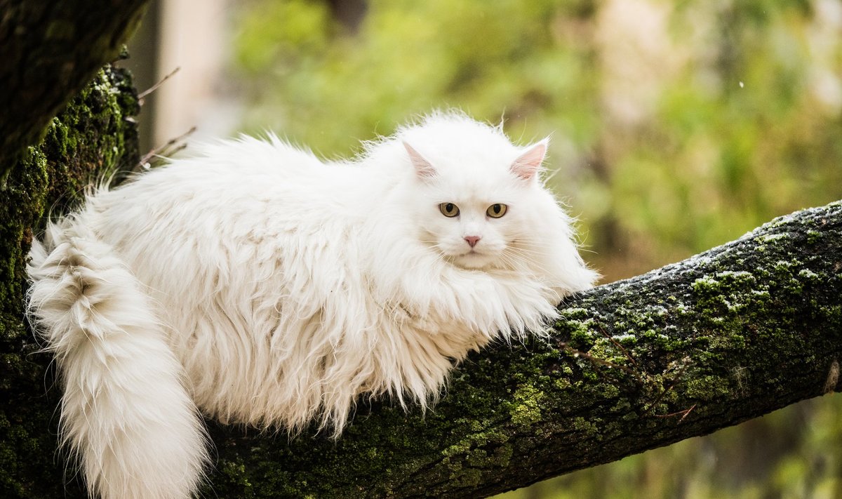 Kass Ada armastab puu otsas pikutada.