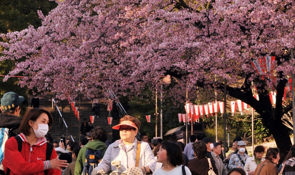 Õitsvad kirsipuud Tokyos