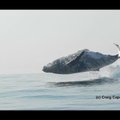 VIDEO | Selline näeb välja tervenisti merest välja hüppav 40-tonnine küürvaal