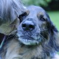 ÜRITUS | Kumus näidatakse kolmapäeval koerasõpradele kohustuslikku filmi