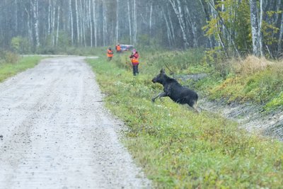 Pildil näete vasikat, kes tegi muljetavaldava jooksu ning läks seejärel oma teed.