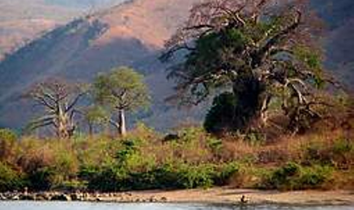 AHVIDE LEIB: Paar ahvileiva­puud Niassa järve kaldal ­Metangula linnas. Mele Pesti
