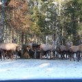 ФОТО | Сафари по-эстонски: невероятная экскурсия по парку лосей и благородных оленей