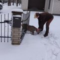 Pärnumaal Tammistes ajas koer sokku taga nii, et viimane jäi väravasse kinni. Jahimeestel tuli loom vabastada