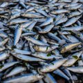 Eesti kalatööstuse tooted on au sees üle maailma