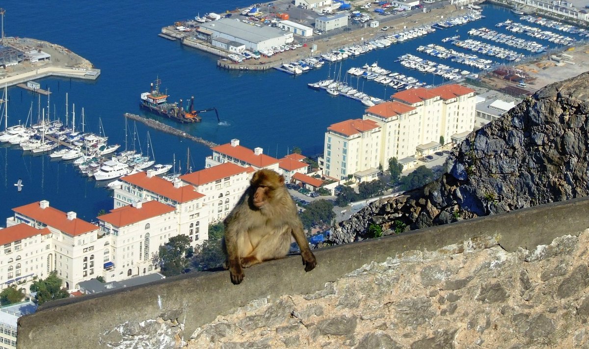 Gibraltari legendiga seotud ahvid pole põlvkondadega unustanud elu päris looduses ning ahvide igatsevaid pilke kaugusse tabab iga tähelepanelik vaataja.