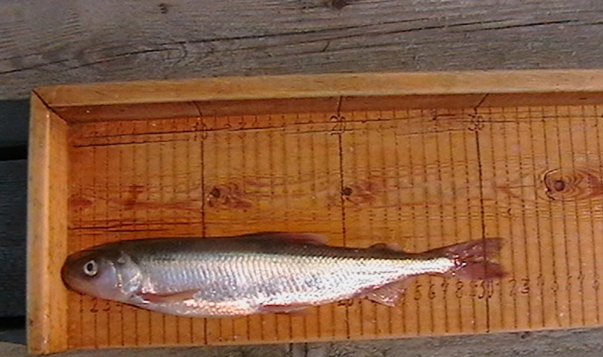 Pärnu lahest püütud meritint. Kõige suurem meritint püüti 2006. aastal ja selle pikkuseks oli 32 cm.