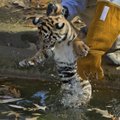 REUTERSI VIDEO: Upu või uju! Tiigrikutsikad visati "küpsustestiks" basseini