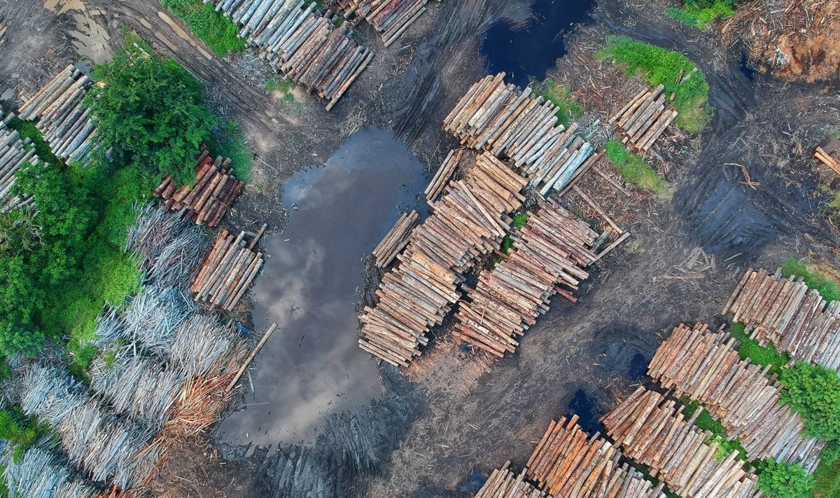Amazonase vihmametsas raiuti jaanuaris rekordkogus puid