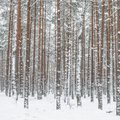 FOTOD: Harjumaa metsad ja teed said endale kõige paksema lumevaiba