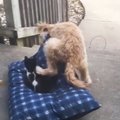 VIDEO | Ilma võitluseta ei alistu: kassil, kes ülbelt koera voodi ära varastas, jääb uhkust ülegi