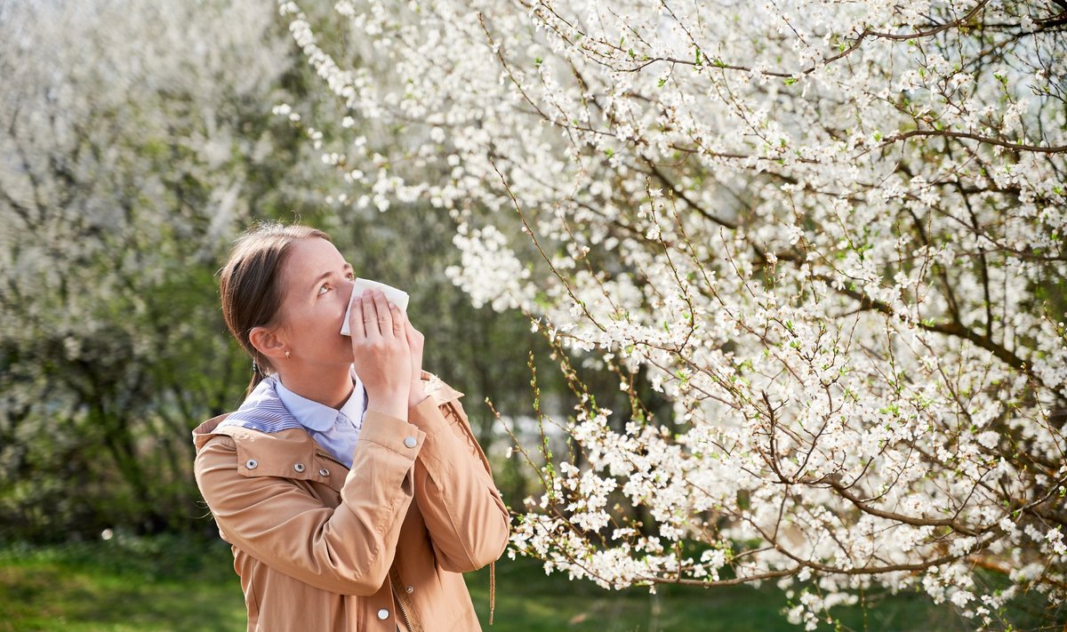 Piisab üksikutest ilusatest päevadest, kui õietolmu kontsentraat on õhus kõrge ja tõelised allergikud tunnevad selle ära.