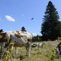 Šveitsi armee varastas lehmade jootmiseks vett Prantsusmaa järvest