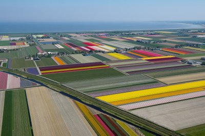 Aerial photographs of tulip fields in the Netherlands by Normann Szkop - April 2011