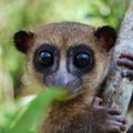 FOTOD | Madagaskaril avastati üliarmas uus leemuriliik
