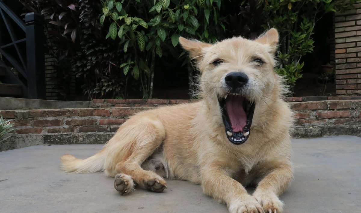 BUDDY: juba soliidsemas eas Laose koerake Buddy töötab ekskursioonijuhina. Teda keegi pintslisse pista ei plaani. Loodetavasti.