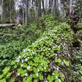 Märgade metsade taastamiseks ei uputata metsa, vaid tõstetakse veetaset