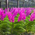 Vanda kasvatamine on orhideesõbra kõrgema taseme küpsuseksam