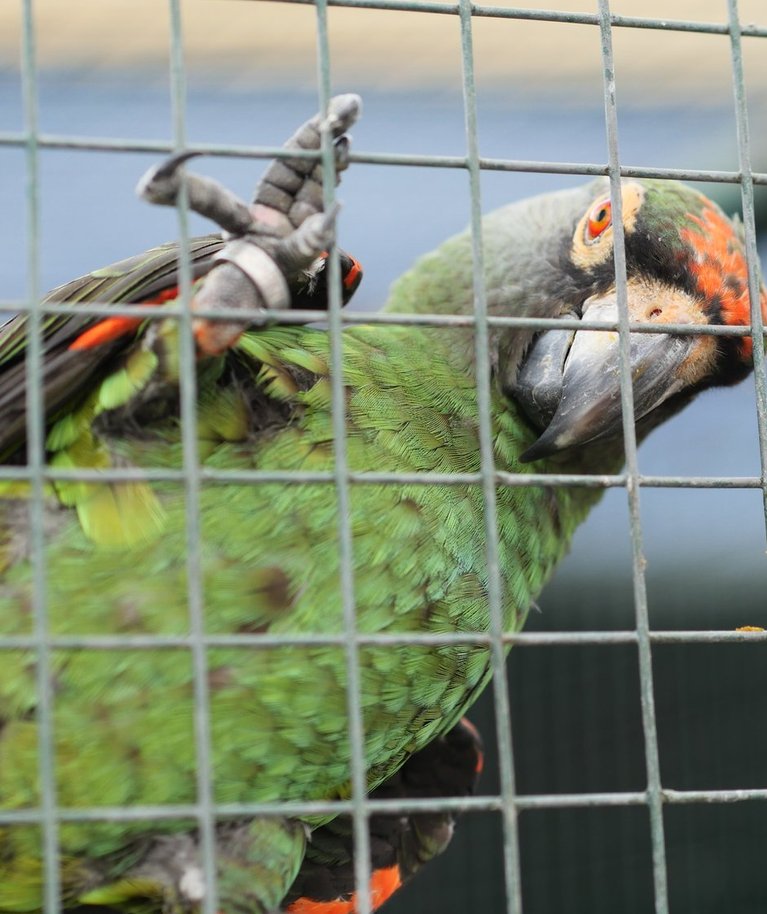 Papagoi puur peab olema poolteist korda laiem kui tema tiibade siruulatus.