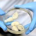 VIDEO: Need tillukesed neerud on maailma esimesed elusad 3D-prinditud organid