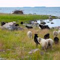 Seadusemuudatus võimaldab loomi siseveekogude ääres karjatada