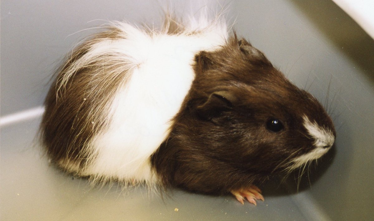 Merisiga
