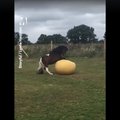 Lustlik VIDEO | Ka hobune võib pallimängus väga tugevaks vastaseks olla!