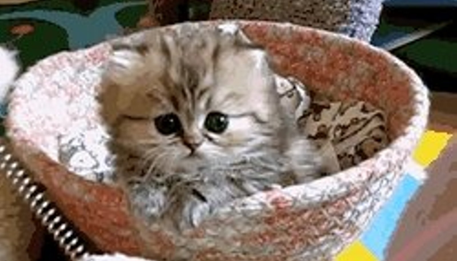 Грустный котенок гиф