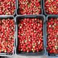ÄRILEHE FOTOD: Kus müüakse Tallinna kõige odavamat maasikat?