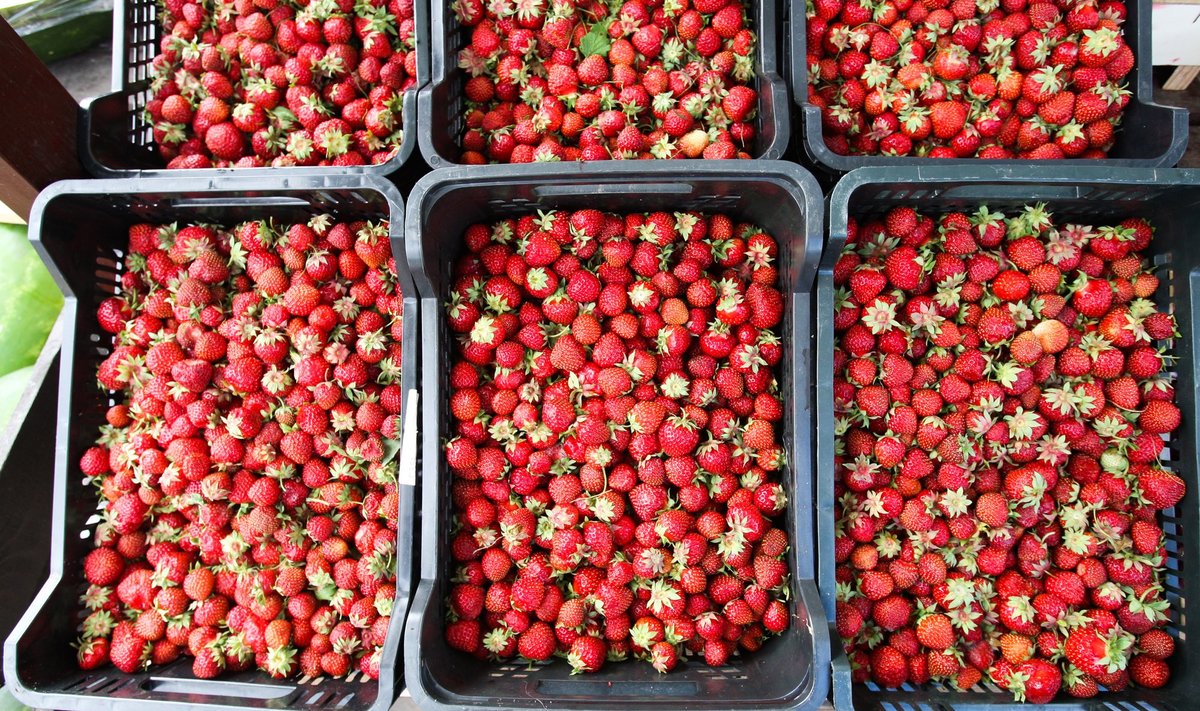 Maasikad ja muud eestimaised juur- ja köögiviljad