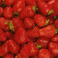 Mis oleks suvi ilma maasikateta!