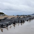 Tasmaania rannikul jäi kuivale 230 vaala, kellest suurem osa suri