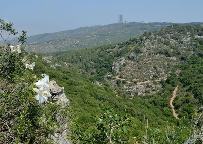 Haifa ülikool Karmeli mäel, esiplaanil madonnaliilia õis. Foto: Gideon Pisanty 