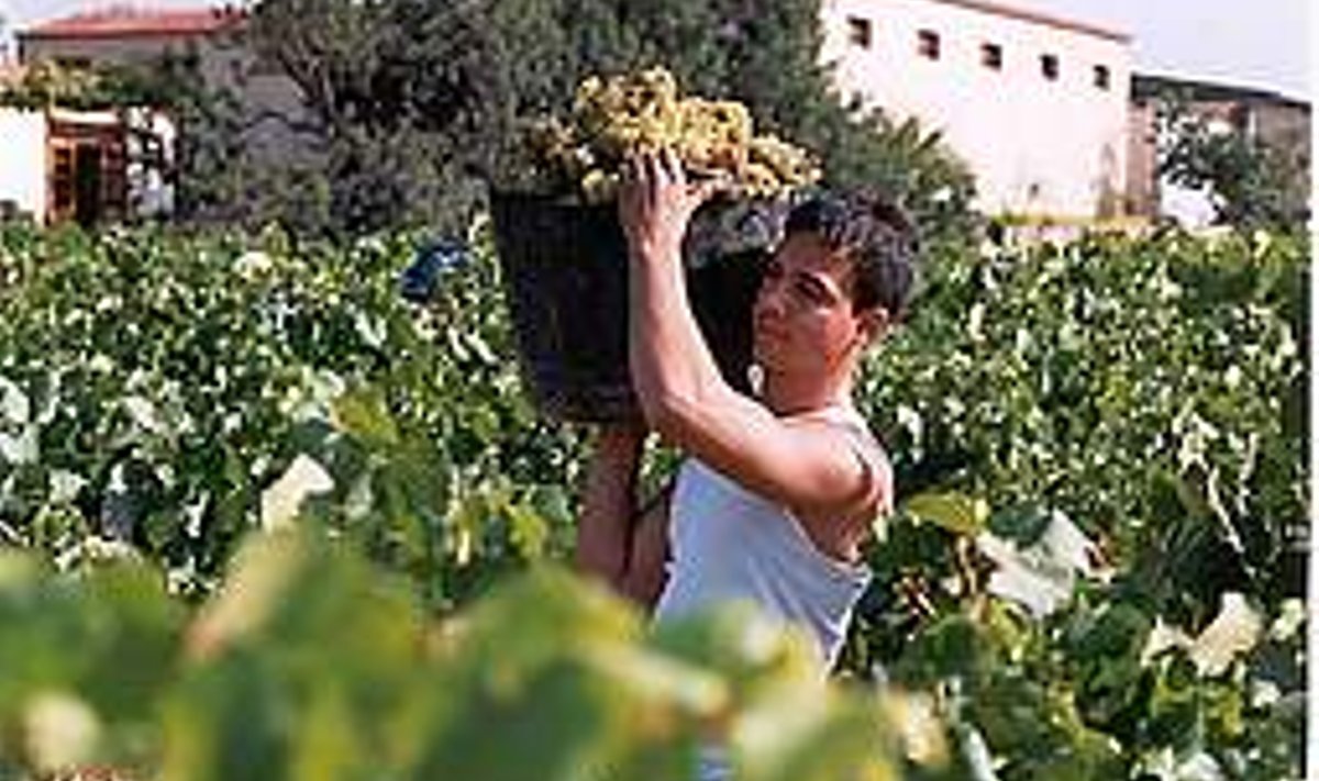 Kataloonia viinamarjaistandustes käib korje ajal kibe töö.