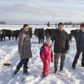 Parim talu 2018: lehm andis suurema sissetuleku kui kolhoositöö