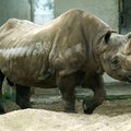 Во Франции браконьеры пробрались в зоопарк и убили носорога