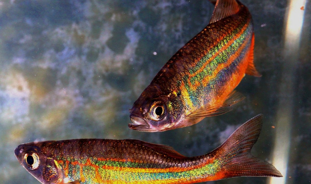 Liverpooli Ülikooli teadlased väidavad, et kalad tunnevad valu sarnaselt inimestele