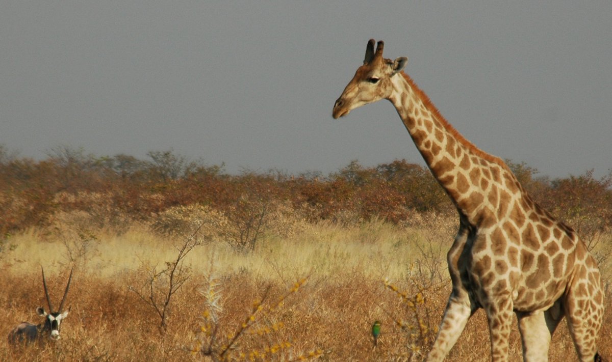 Kaader Namiibias asuvast Etosha rahvuspargist. (Foto: Wikimedia Commons / GIRAUD Patrick)
