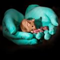 Geenitehnoloogia võimaldab teadlastel ilmale tuua samasooliste vanematega hiiri