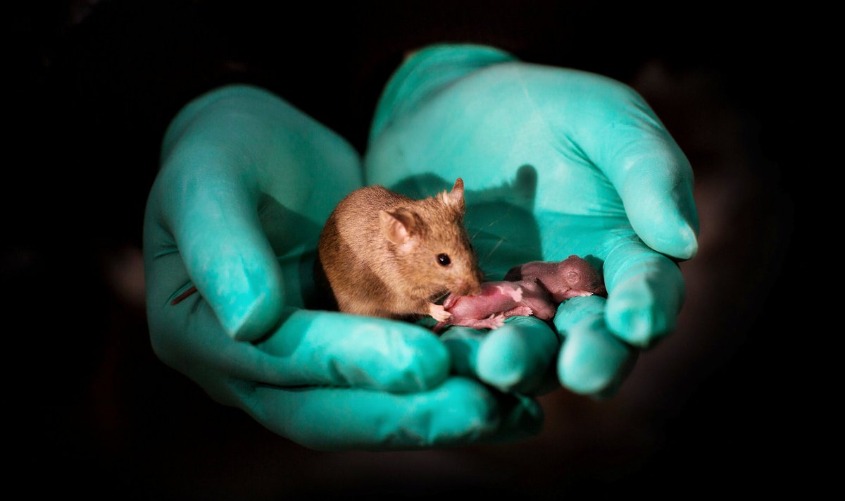 Üks "kahest emast" sündinud hiir oma järeltulijatega