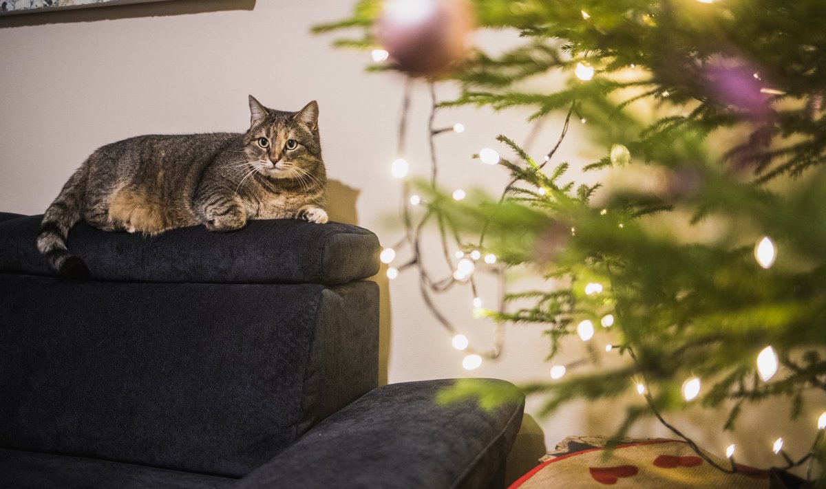 Kass jõulupuu all