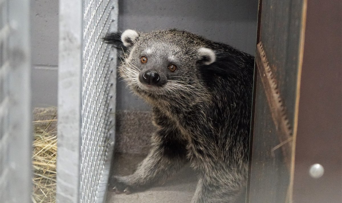 Binturong