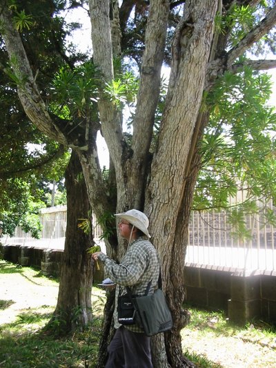 Urmas Laansoo Mauritiusel rõõmupisarapuu (Mathurina penduliflora) all.